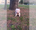 Small #1 Mutt