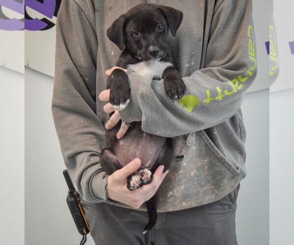 Medium Photo #4 Boxer-Unknown Mix Puppy For Sale in Huntley, IL, USA
