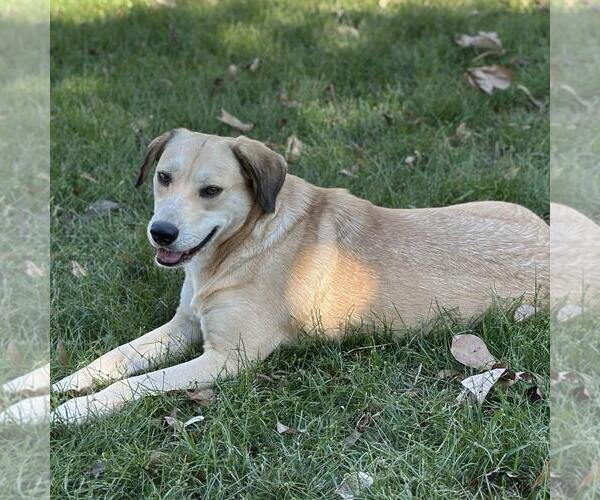 Medium Photo #4 Labrador Retriever-Unknown Mix Puppy For Sale in Yardley, PA, USA