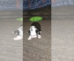 Small #5 Boston Terrier