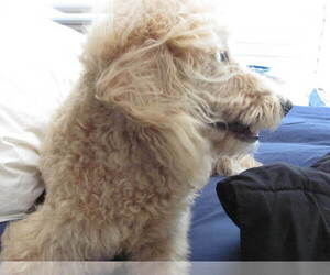 Mother of the Miniature Labradoodle puppies born on 06/21/2025