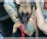 Small Photo #29 Belgian Malinois Puppy For Sale in REESEVILLE, WI, USA