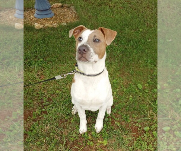 Medium Photo #1 American Pit Bull Terrier Puppy For Sale in RUSTBURG, VA, USA