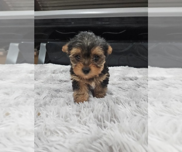 Medium Photo #1 Yorkshire Terrier Puppy For Sale in ROGERSVILLE, TN, USA