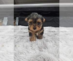 Medium Yorkshire Terrier