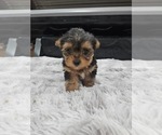 Puppy 1 Yorkshire Terrier