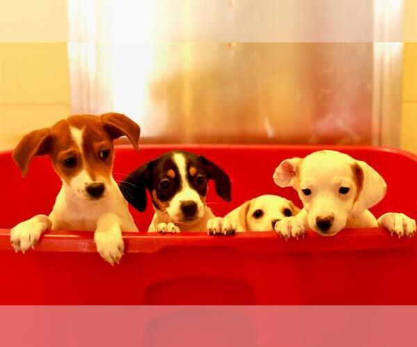 Medium Photo #1 Feist Terrier-Unknown Mix Puppy For Sale in Boston, MA, USA