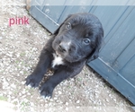 Small Photo #4 Saint Bernard Puppy For Sale in CRAIG, CO, USA