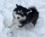 Puppy Anna Pomsky