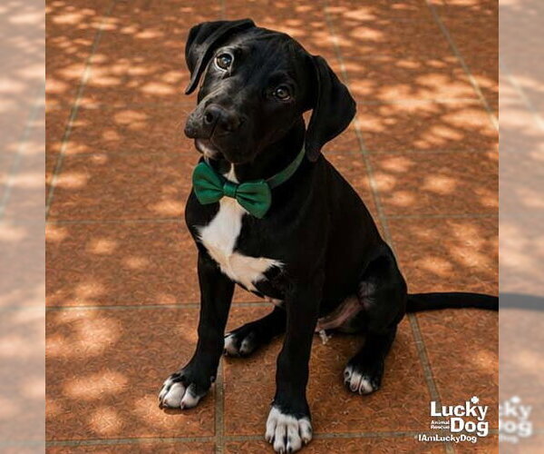 Medium Photo #2 Labrador Retriever-Retriever  Mix Puppy For Sale in Washington, DC, USA