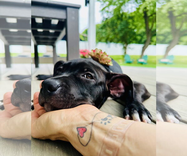 Medium Photo #4 American Pit Bull Terrier-Unknown Mix Puppy For Sale in Rockaway, NJ, USA