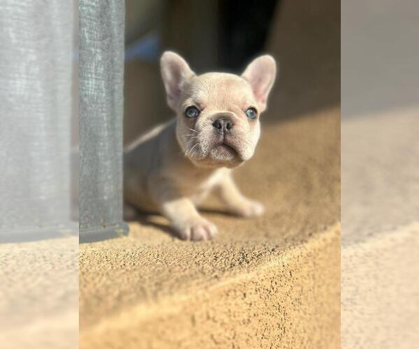 Medium Photo #15 French Bulldog Puppy For Sale in CHARLOTTE, NC, USA