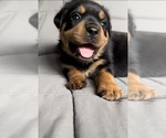 Small Photo #2 Rottweiler Puppy For Sale in NORTON, OH, USA