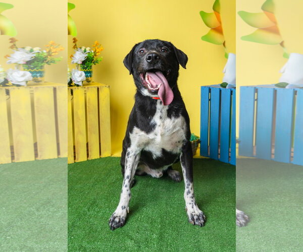 Medium Photo #2 Mutt Puppy For Sale in Munford, TN, USA