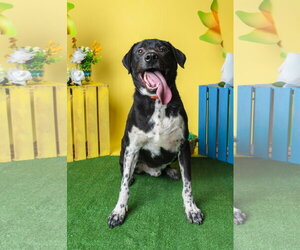 Biggie - Male Mutt Dog for Adoption - Photo #2