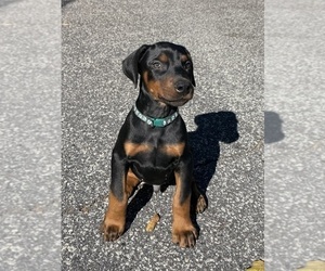 Doberman Pinscher Puppy for sale in NEWTON, NC, USA