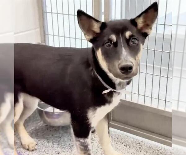 Medium Photo #2 Siberian Husky-Unknown Mix Puppy For Sale in Houston, TX, USA