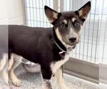 Small #1 Siberian Husky Mix