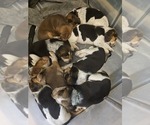 Small Beagle