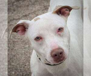 American Staffordshire Terrier-Whippet Mix Dogs for adoption in Huntley, IL, USA