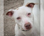 Small American Staffordshire Terrier-Whippet Mix