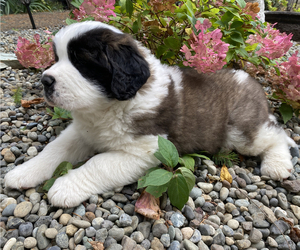 Saint Bernard Puppy for sale in SHELTON, WA, USA