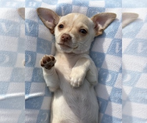 Chihuahua Puppy for sale in MANKATO, MN, USA
