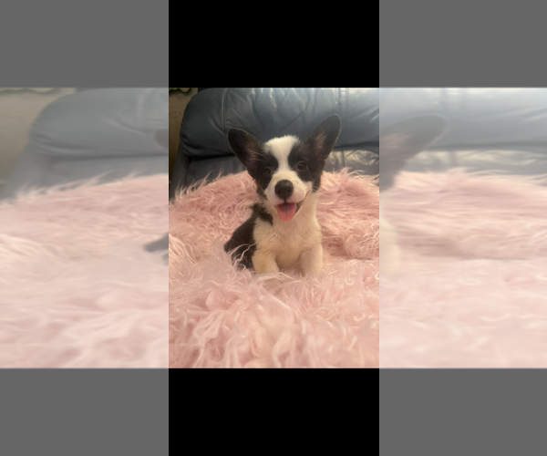 Medium Photo #2 Pembroke Welsh Corgi Puppy For Sale in SHERMAN, TX, USA