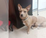 Small #2 Dachshund Mix