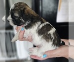 Small Photo #11 Zuchon Puppy For Sale in MANSFIELD, OH, USA