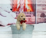 Small Photo #1 Labradoodle Puppy For Sale in LAKE PARK, GA, USA