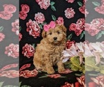 Small Photo #4 Pookimo Puppy For Sale in QUARRYVILLE, PA, USA