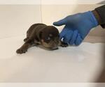 Small Photo #2 American Bully Puppy For Sale in ATL, GA, USA