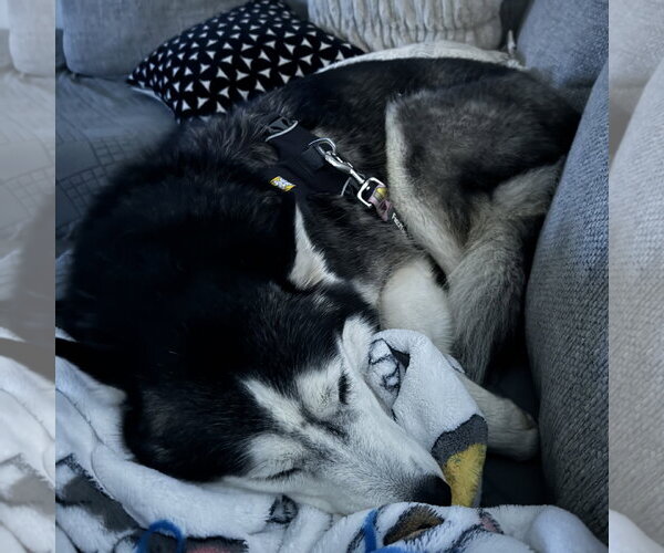 Medium Photo #4 Siberian Husky Puppy For Sale in Fargo, ND, USA