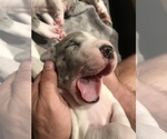 Small Photo #2 Great Dane Puppy For Sale in ANAHEIM, CA, USA