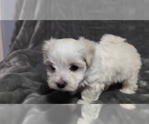 Medium Photo #3 Maltese Puppy For Sale in OCALA, FL, USA