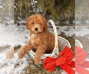Poodle (Miniature) Puppy for sale in MIDDLEBURY, IN, USA