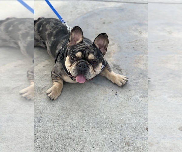 Medium Photo #1 French Bulldog Puppy For Sale in JURUPA VALLEY, CA, USA