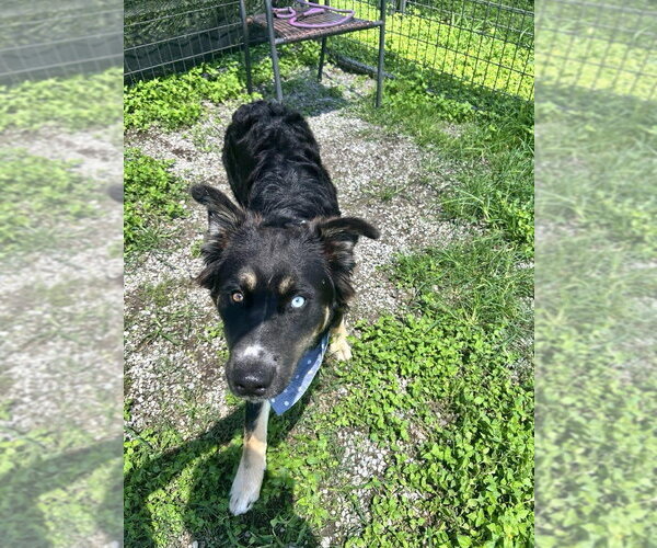 Medium Photo #3 Mutt Puppy For Sale in Abbeville, LA, USA