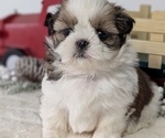 Small Photo #53 Shih Tzu Puppy For Sale in GOSHEN, IN, USA