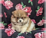 Small Photo #5 Pomeranian Puppy For Sale in PEACH BOTTOM, PA, USA