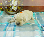 Puppy 9 English Cream Golden Retriever-Poodle (Standard) Mix