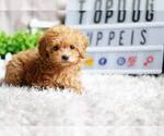 Small #3 Poodle (Miniature)