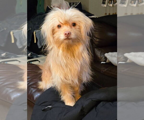 Medium Photo #5 Chihuahua-Unknown Mix Puppy For Sale in New London, WI, USA