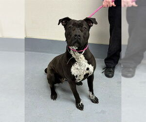 Mutt Dogs for adoption in Louisville, KY, USA