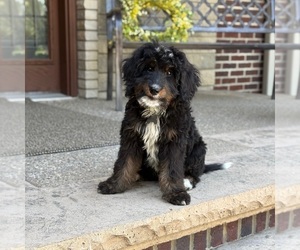 Bernedoodle Puppy for sale in WOLCOTT, IN, USA