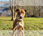 Small Photo #4 Mountain Cur-Unknown Mix Puppy For Sale in Woodsfield, OH, USA
