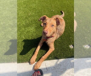 Shepradors Dogs for adoption in Lakewood, CO, USA