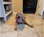 Small #1 American Pit Bull Terrier