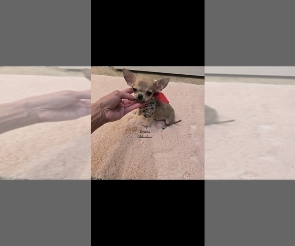 Medium Photo #2 Chihuahua Puppy For Sale in CRAFTON, PA, USA
